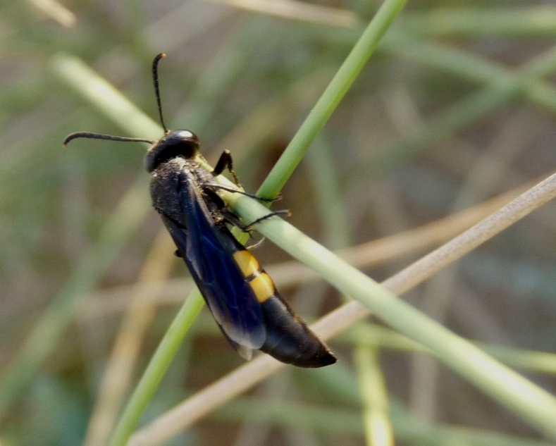 Stizoides tridentatus